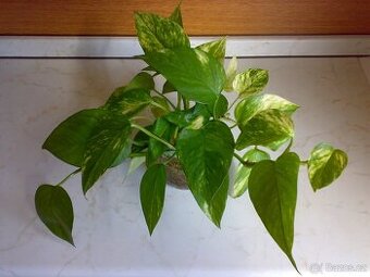 Epipremnum aureum - Scindapsus aureus - zakořeněné řízky