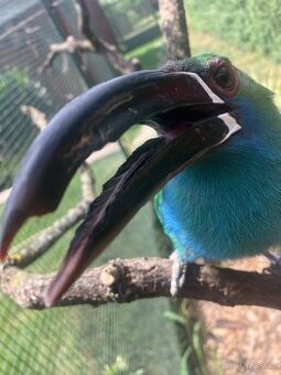 arassari rudokostřecový - Aulacorhynchus haematopygus