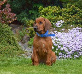 Rhodéský Ridgeback s PP