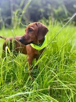 Rhodéský Ridgeback s PP