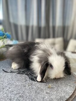 Beránek hřivnatý již k odběru