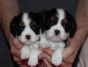 Szczeniaki pieski Cavalier King Charles Spaniel ZKwP FCI