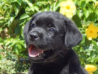 Štěňátka labradorský retriever s PP - labrador s PP