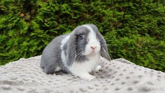 Zakrslý beránek, králíček, králík - HENRY