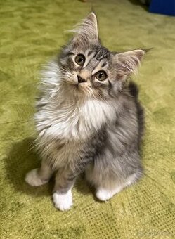 Prodám mainskou mývalí kočičku bez PP