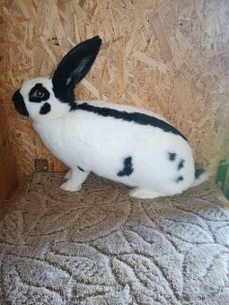 NĚMECKÝ OBROVITÝ STRAKÁČ