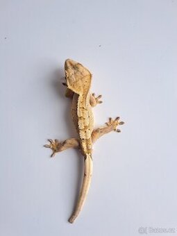 pagekon řasnatý samec)