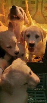 Golden retriever - Zlatý retriever