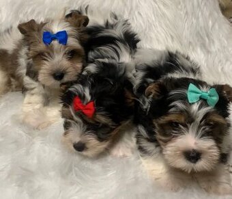 Jorkšírský teriér biewer