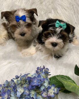 Jorkšírský teriér biewer