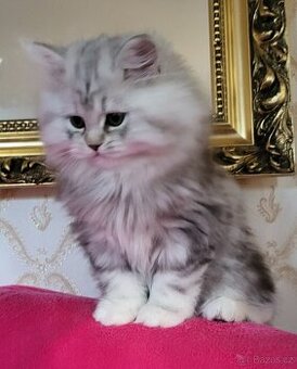 Britská koťátka WHISKAS