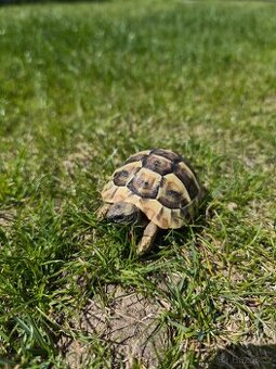 Želva zelenavá (Testudo hermanni) – prodej
