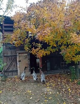 Kačeři indický běžec