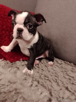 Bostonský teriér s PP FCI