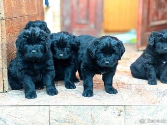 Newfoundland Novofundlandsky - 1