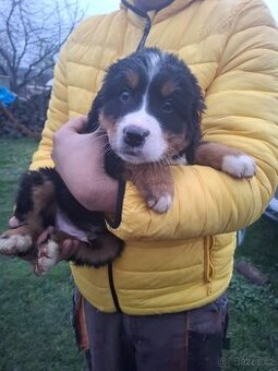 Bernský salašnícky pes šteniatka