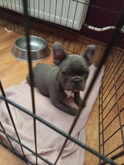 Francouzský buldoček