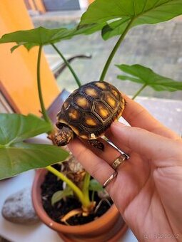 Želvičky uhlířské