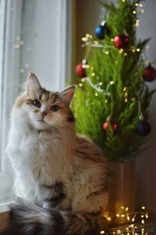 Sibiřská kočka s PP