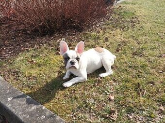 francouzský buldoček