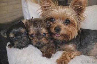 Yorkšírský teriér Mini bez pp