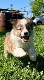 Štěňátka Sheltie/Šeltie bez PP - 1