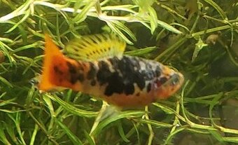 xiphophorus variatus La Laguna