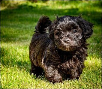 Bichon Havanese šteniatka - 1