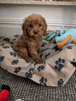 Maltipoo
