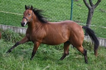 Paint horse valášek