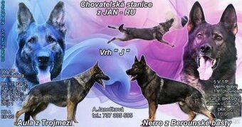 Prodám štěňata německých ovčáků s PP (FCI)