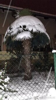 Mrazuvzdorné palmy Trachycarpus fortunei a wagnerianus