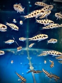 Hoplarchus psittacus,Dicrossus maculatus