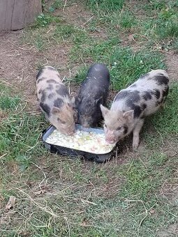 Gottingenské prase, mini prasatko