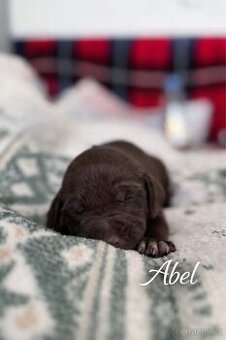 Německý ohař krátkosrstý