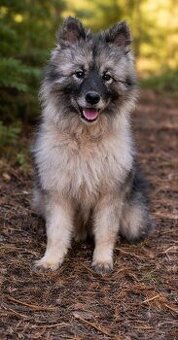 Nemecký vlčí špic veľký, keeshond