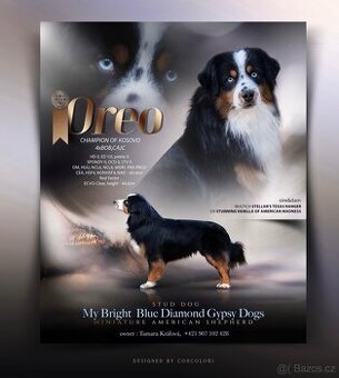 Krytí-Miniaturní americký ovčák,mas