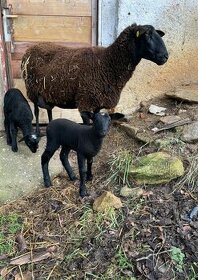 východofríské ovce  beranek 4 mesicni - 1