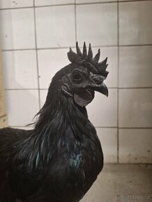 1.0 Ayam Cemani