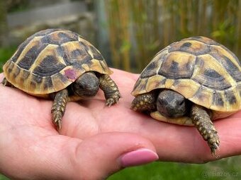 Želva zelenavá - Testudo hermanni
