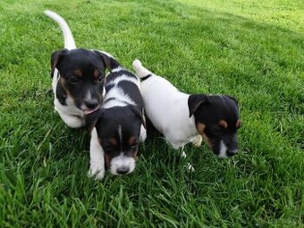 Jack Russell teriér , Jrt