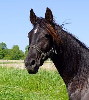Black solid Foundation Appaloosa valášek