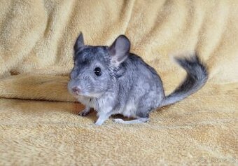 Činčila,Činčily,Činčilka-FIONA - 1