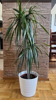 ROSTLINA DRACAENA MARGINATA