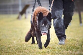 Rex - x Německý ovčák, akutní adopce, 12 let
