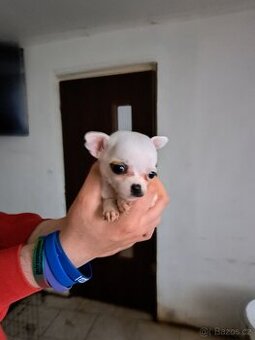 Mini civava