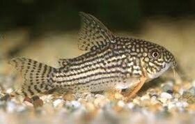 Pancéřníček Štěrbův - Corydoras Sterbai - 1