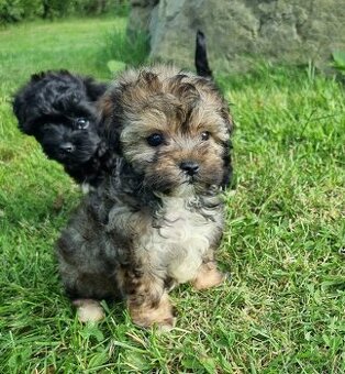 Maltipoo