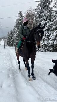 Prodává charakterního Anglického plnokrevníka 🤎