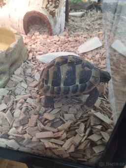 Želva zelenavá 🐢 - 1